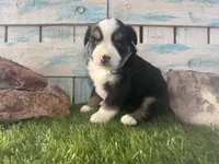 Toy Mini Tri Sweet Tamale , a female Toy Australian Shepherd for sale in Quartzsite, AZ – 5 of 9
