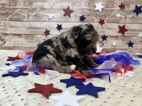 F2B Miniature Blue Merle Gorgeous , a female Aussiedoodle for sale in Quartzsite, AZ – 7 of 10