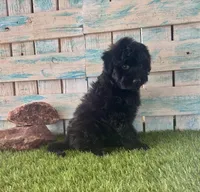 F1 Toy Mini Mesa Beautiful Girl , a female Miniature Aussiedoodle for sale in Quartzsite, AZ – 4 of 10