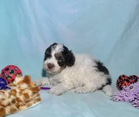 F2B Red Tri Phantom Parti , a male Miniature Aussiedoodle for sale in Quartzsite, AZ – 4 of 7