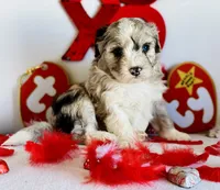 F2B Toy Mini Coming Soon All Colors, a  Miniature Aussiedoodle for sale in Quartzsite, AZ – 6 of 10