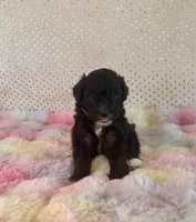 Toy Mini F1B Tuxedo Bi Aussiedoodle, a male Miniature Aussiedoodle for sale in Quartzsite, AZ – Photo 2 of 10