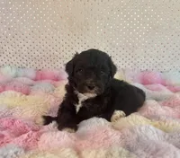 Toy Mini F1B Tuxedo Bi Aussiedoodle, a male Miniature Aussiedoodle for sale in Quartzsite, AZ – Photo 1 of 10