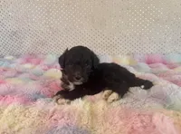 Toy Mini F1B Tuxedo Bi Aussiedoodle, a male Miniature Aussiedoodle for sale in Quartzsite, AZ – Photo 8 of 10