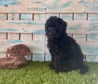 F1 Toy Mini Mesa Beautiful Girl , a female Miniature Aussiedoodle for sale in Quartzsite, AZ – 7 of 10