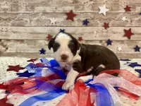 F1 Toy Mini Red Tri Tuxedo , a male Miniature Aussiedoodle for sale in Quartzsite, AZ – 8 of 10