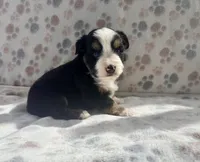 Mini Toy Gorgeous Tri , a female Miniature American Shepherd for sale in Quartzsite, AZ – 7 of 7