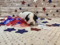 Mini F2B Black White Parti , a male Aussiedoodle for sale in Quartzsite, AZ – 8 of 9
