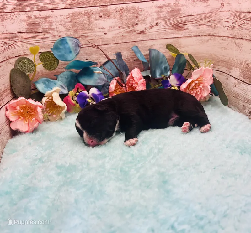 F1 Toy Mini Tuxedo Scottsdale Black  – Miniature Aussiedoodle puppy for sale in Quartzsite, AZ