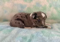 Stunning Toy Mini F1 Blue Merle, a male Aussiedoodle and Poodle - Miniature  for sale in Quartzsite, AZ – 6 of 7