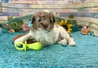 Miniature F2B Red Merle Parti , a male Aussiedoodle for sale in Quartzsite, AZ – 2 of 10