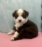 Toy Mini Red Tri Saturday Blue Eyes , a male Miniature Australian Shepherd for sale in Quartzsite, AZ – 3 of 6