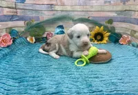 Toy Mini F1 Red Merle Parti , a female Miniature Aussiedoodle for sale in Quartzsite, AZ – 7 of 10