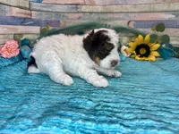 F2B Mini Red Tri Parti , a male Aussiedoodle for sale in Quartzsite, AZ – 8 of 10