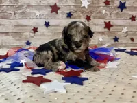 F2B Miniature Blue Merle Gorgeous , a female Aussiedoodle for sale in Quartzsite, AZ – 9 of 10