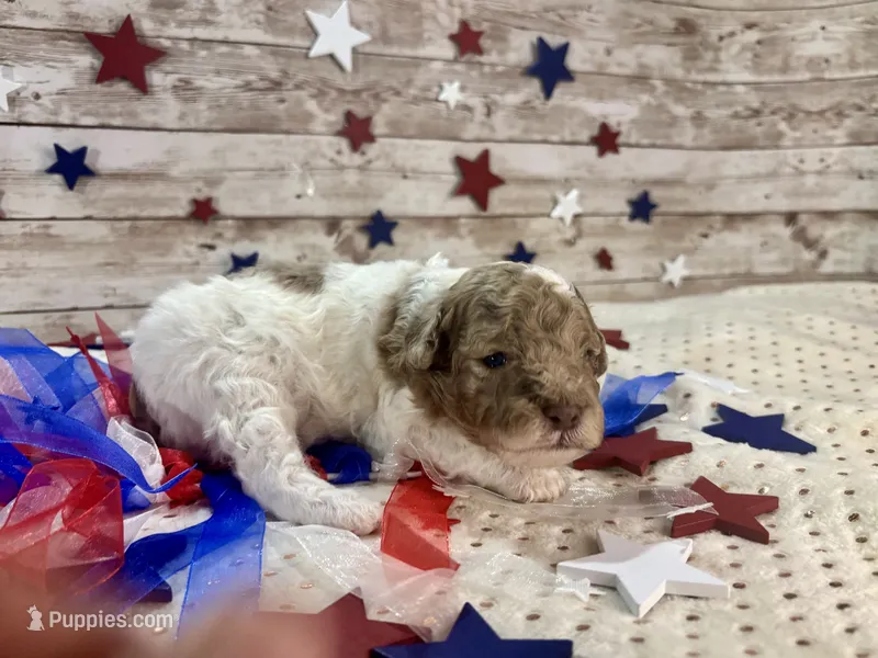 Miniature F2B Red Merle Parti – Aussiedoodle puppy for sale in Quartzsite, AZ
