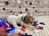 Miniature F2B Red Merle Parti, a male Aussiedoodle for sale in Quartzsite, AZ – 1 of 10