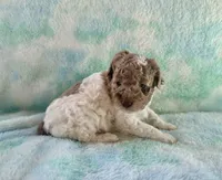 F2B Red Merle Phantom Parti Mini , a male Poodle - Miniature  and Miniature Aussiedoodle for sale in Quartzsite, AZ – 2 of 7