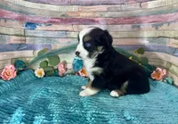 Toy Mini Gorgeous Tri Sweet Tamale , a female Miniature Australian Shepherd for sale in Quartzsite, AZ – 9 of 10