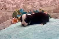Toy Mini Black Tri Blye Eyes Almond Joy, a female Miniature Australian Shepherd for sale in Quartzsite, AZ – 7 of 10