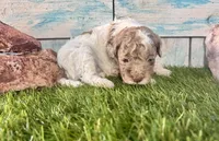 Miniature F2B Red Merle Parti , a male Poodle - Miniature  and Miniature Aussiedoodle for sale in Quartzsite, AZ – 4 of 6