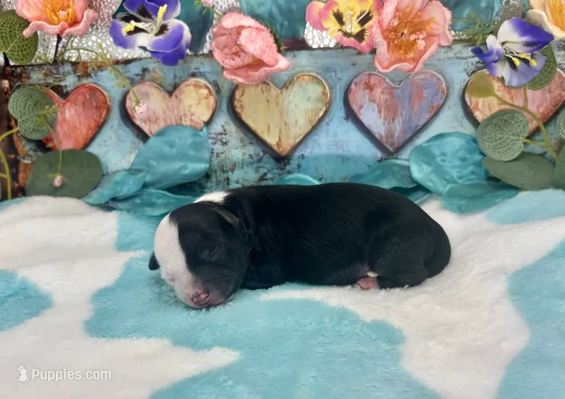 F1 Toy Mini Black Tri Bacon N Sausage – Miniature Aussiedoodle puppy for sale in Quartzsite, AZ