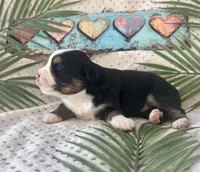 Toy Mini Tri with lots of Copper Sweet Tamale , a female Toy Australian Shepherd for sale in Quartzsite, AZ – 7 of 10