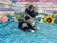 F2B Miniature Blue Merle Sweetheart, a female Aussiedoodle for sale in Quartzsite, AZ – 5 of 10