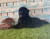 Gorgeous F1 Toy Mini Black Mesa, a female Miniature Aussiedoodle for sale in Quartzsite, AZ – 3 of 10