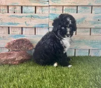 F1 Toy Mini Tuxedo Bi Black Scottsdale Blue Eyes, a male Miniature Aussiedoodle for sale in Quartzsite, AZ – 2 of 10