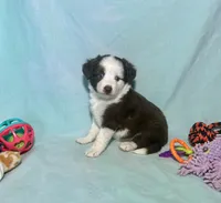 Toy Mini Blue Eyes Red Tri , a male Miniature Australian Shepherd and Toy Australian Shepherd for sale in Quartzsite, AZ – 6 of 8