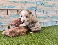 Gorgeous Toy Red Merle Blue Eyes, a female Toy Australian Shepherd for sale in Quartzsite, AZ – 10 of 10