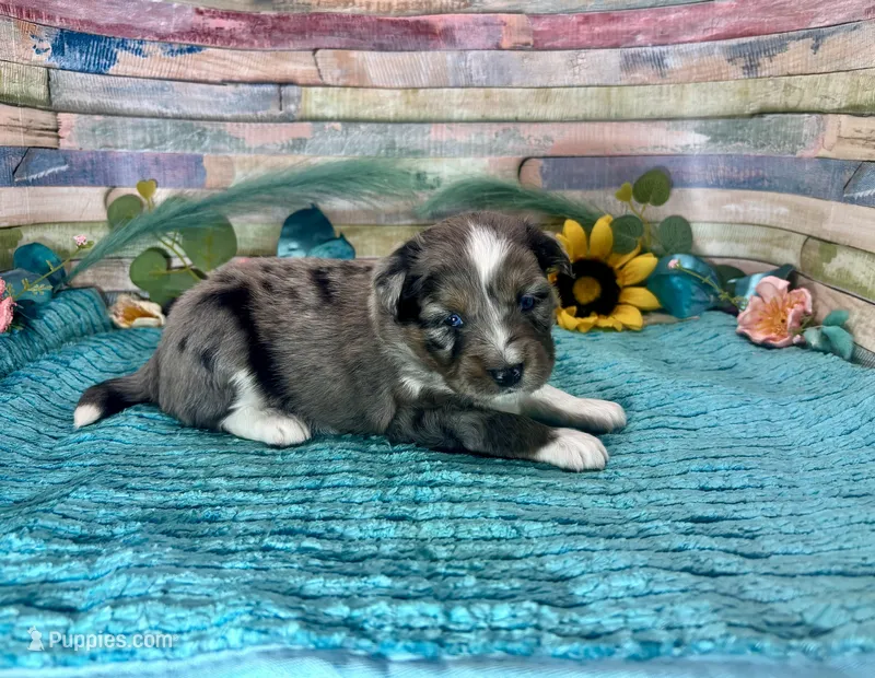 Toy Mini Blue Eyes Stunning Blue Merle  – Miniature Australian Shepherd, Toy Australian Shepherd puppy for sale in Quartzsite, AZ