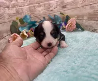 Toy Mini Black Tri Blye Eyes Almond Joy, a female Miniature Australian Shepherd for sale in Quartzsite, AZ – 3 of 10