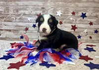 Toy Mini Beautiful Tri Sweet Tamale , a female Miniature Australian Shepherd for sale in Quartzsite, AZ – 7 of 9