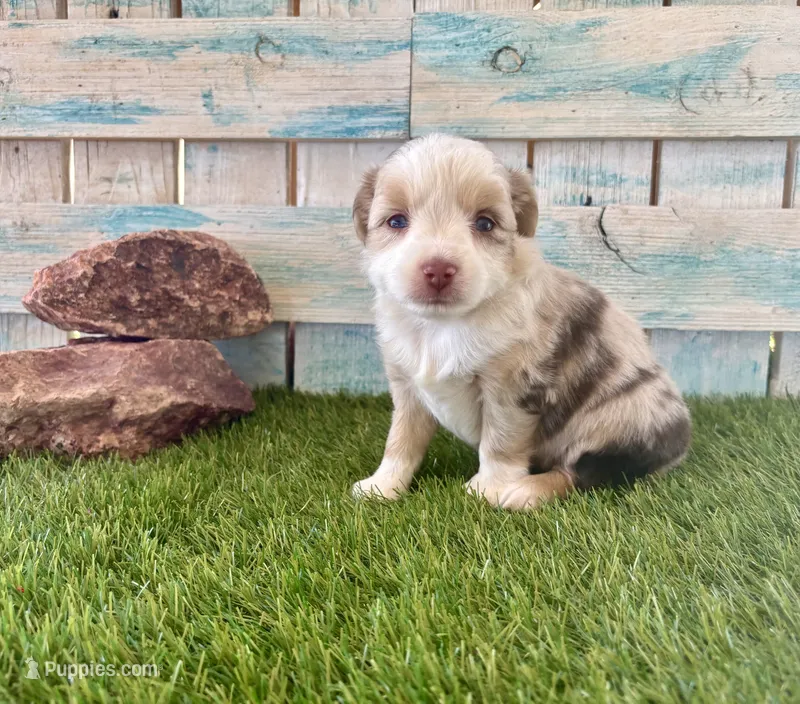 Gorgeous Toy Red Merle Blue Eyes – Toy Australian Shepherd puppy for sale in Quartzsite, AZ