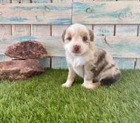Gorgeous Toy Red Merle Blue Eyes, a female Toy Australian Shepherd for sale in Quartzsite, AZ – 1 of 10