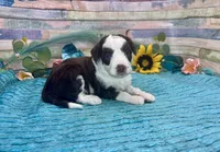 Toy Mini F1 Red Tri Tuxedo Sweetheart , a male Miniature Aussiedoodle for sale in Quartzsite, AZ – 6 of 10
