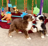 Toy Mini Coming Soon Expecting All Colors , a  Miniature Australian Shepherd for sale in Quartzsite, AZ – 9 of 10