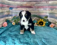 Toy Mini Gorgeous Tri Sweet Tamale , a female Miniature Australian Shepherd for sale in Quartzsite, AZ – 3 of 10