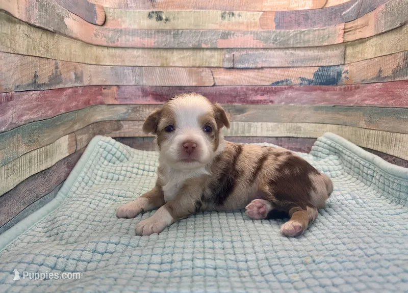 Toy Mini Red Merle Sunday – Miniature Australian Shepherd puppy for sale in Quartzsite, AZ