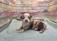 Toy Mini Red Merle Sunday, a female Miniature Australian Shepherd for sale in Quartzsite, AZ – 1 of 8