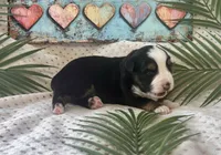 Toy Mini Tri with lots of Copper Sweet Tamale , a female Toy Australian Shepherd for sale in Quartzsite, AZ – 3 of 10
