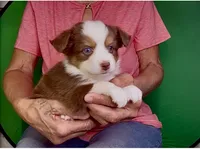 Toy Red Tri Blue Eyes Girl , a female Toy Australian Shepherd for sale in Quartzsite, AZ – 7 of 7