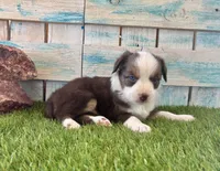 Gorgeous Red Tri Blue Eyes , a male Toy Australian Shepherd for sale in Quartzsite, AZ – 3 of 10