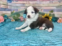 Toy Mini F1 Red and White Tri Parti , a male Miniature Aussiedoodle for sale in Quartzsite, AZ – 8 of 10