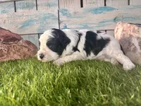 F2B Miniature Black and White Parti , a male Poodle - Miniature  and Miniature Aussiedoodle for sale in Quartzsite, AZ – 7 of 7
