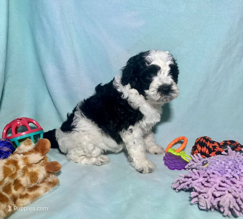F2B Mini Black and White Parti  – Miniature Aussiedoodle puppy for sale in Quartzsite, AZ