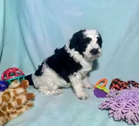 F2B Mini Black and White Parti , a male Miniature Aussiedoodle for sale in Quartzsite, AZ – 1 of 5