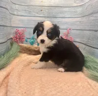 Toy Mini Blue Eyes Black Tri Almond Joy, a female Miniature Australian Shepherd for sale in Quartzsite, AZ – 6 of 9